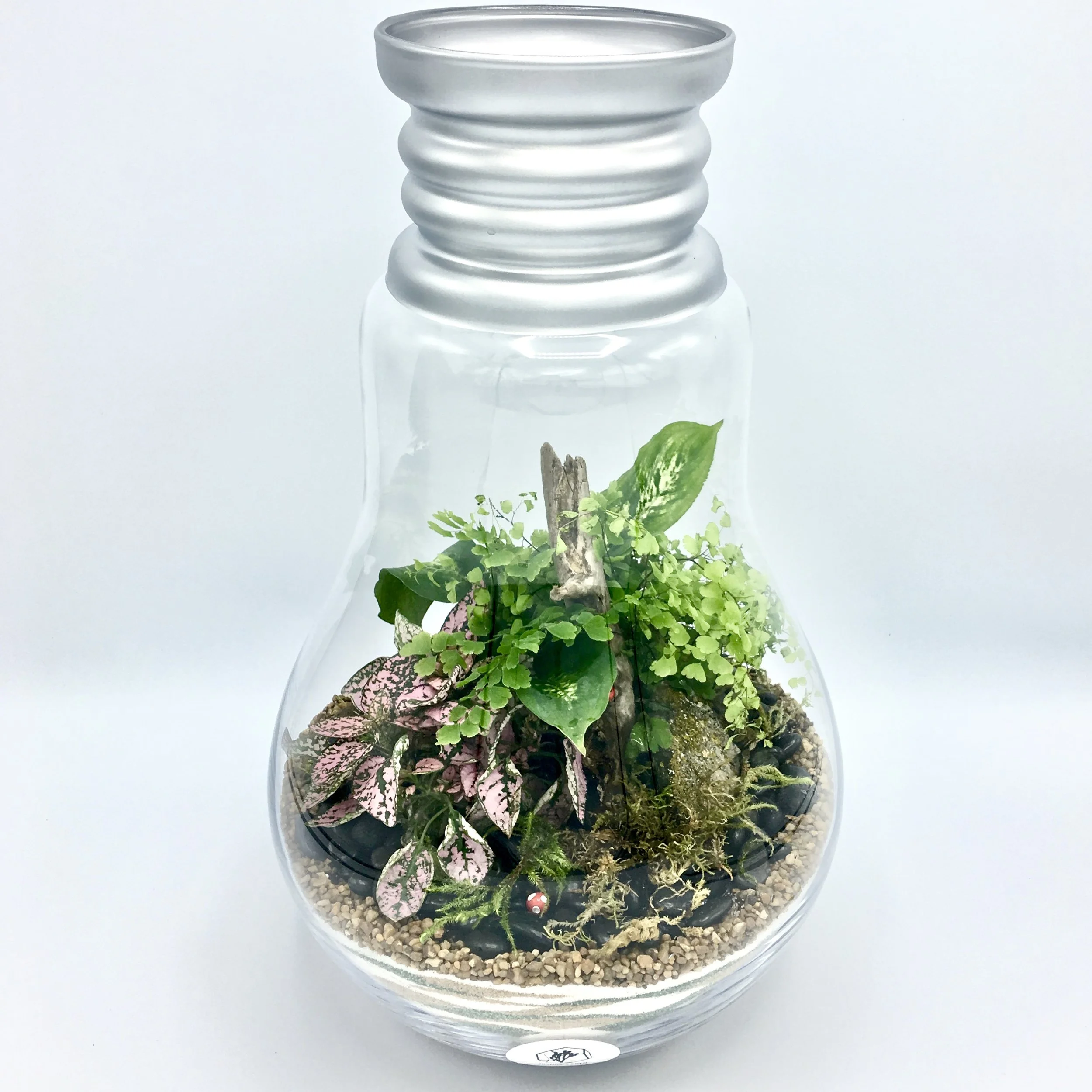Enclosed Terrariums