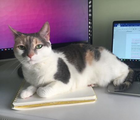 This is Lily - she likes to "help" me write.