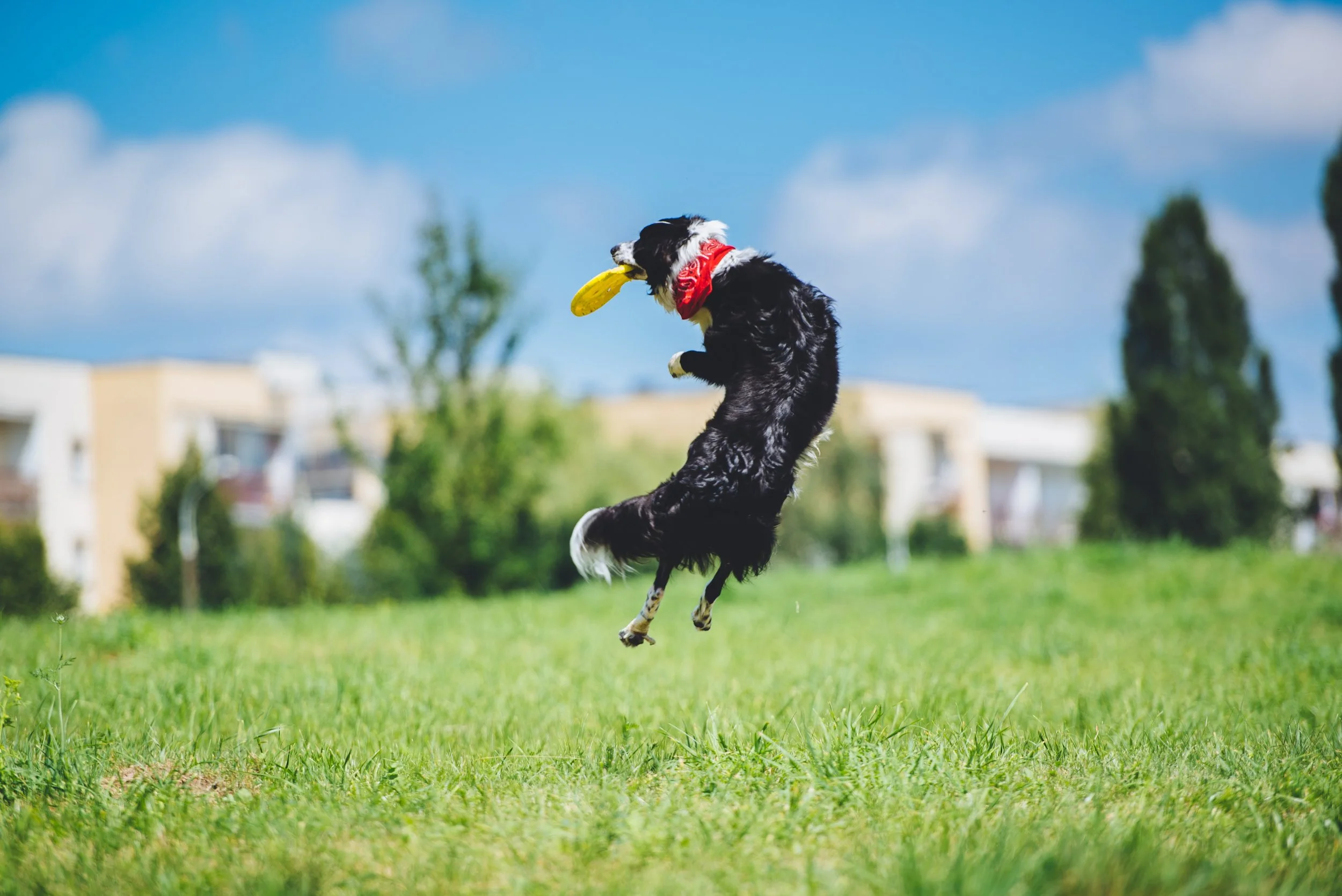 border-collie-frisbee.jpg