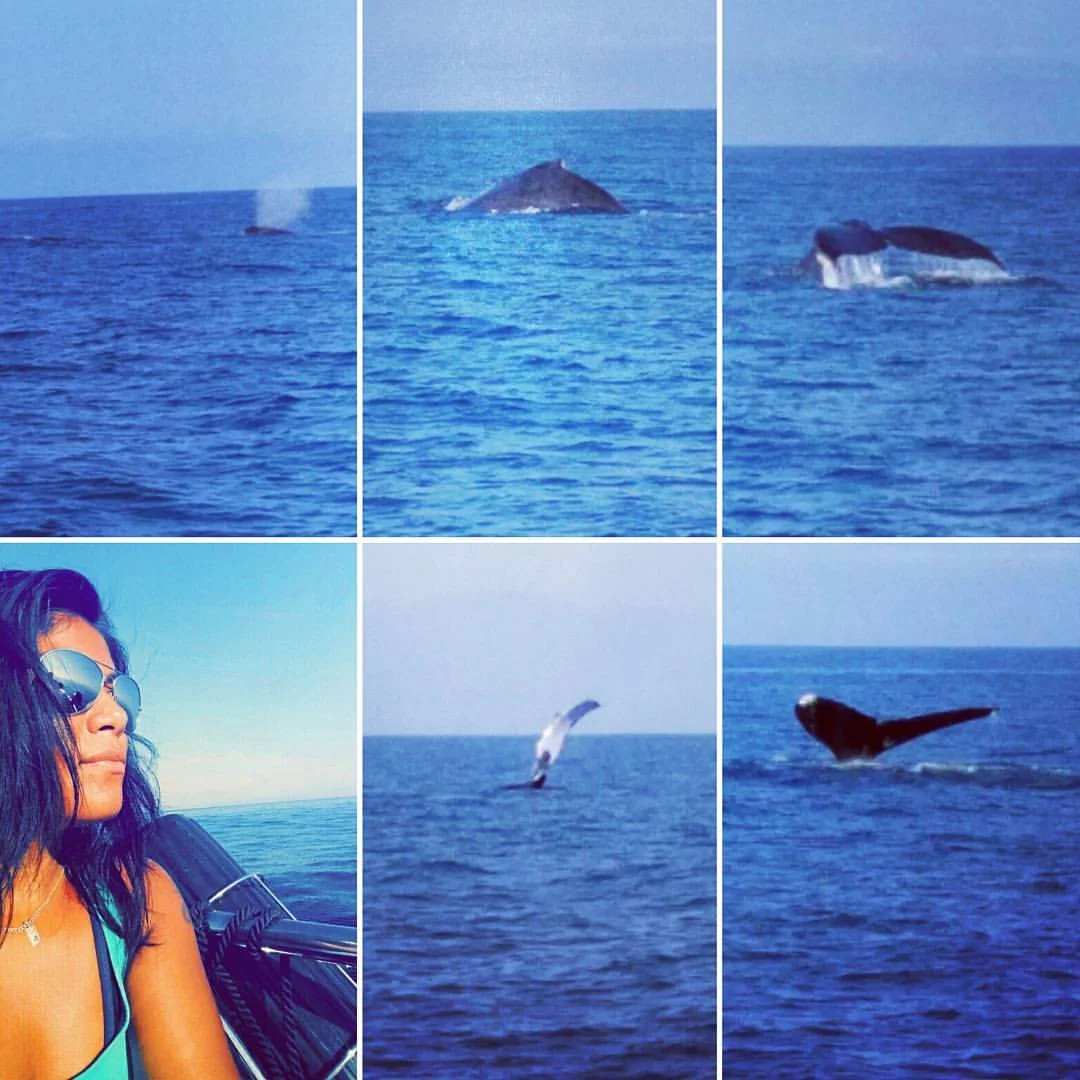 Whale watching in P.V.