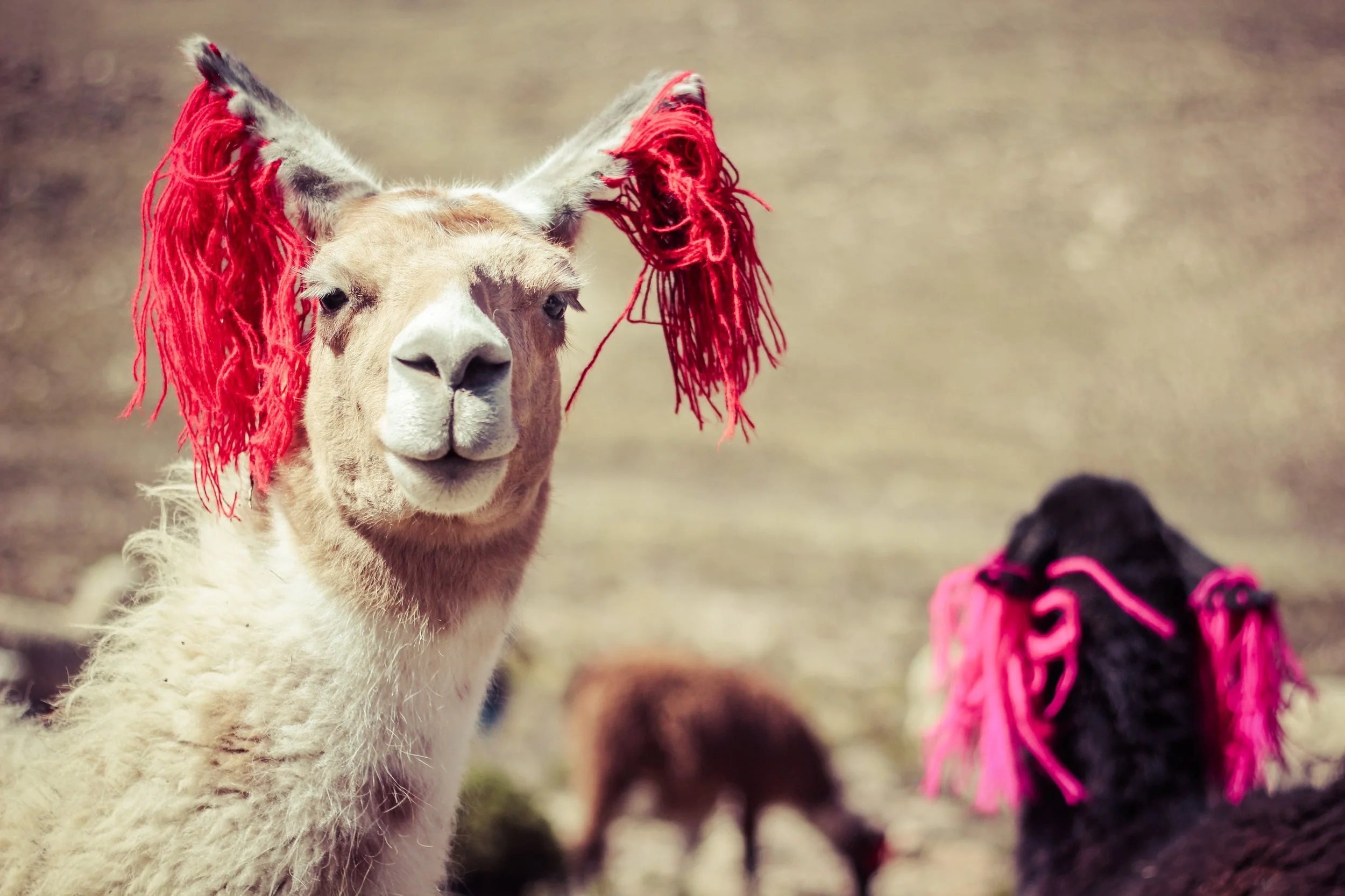 Fabulous Llama in Peru
