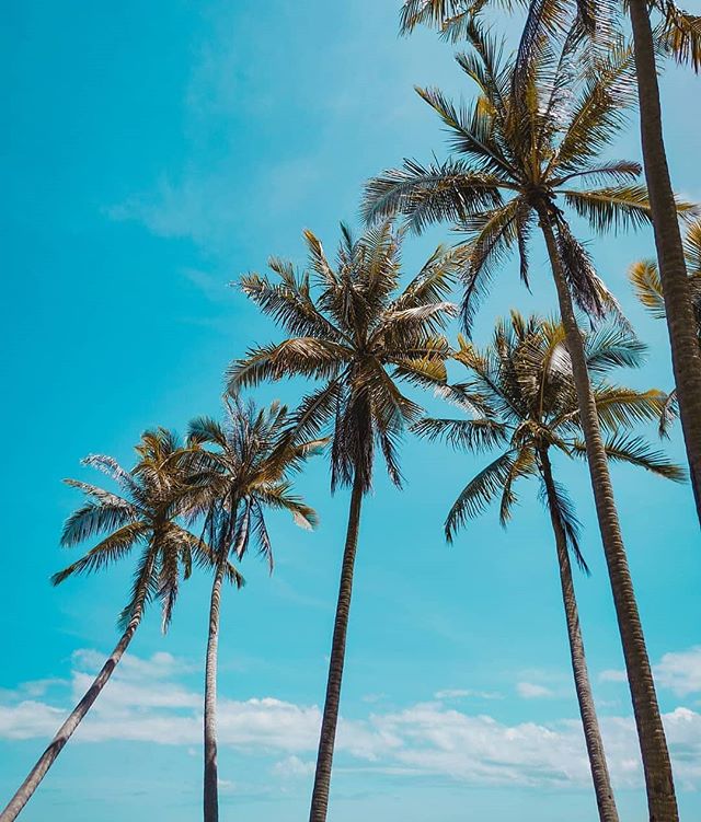Need to plan a trip to the Philippines ASAP
.
.
#Repost ・・・
Photo By Featured Artist: @mharimarvel .
.
.
.
#photography&nbsp;#sunset_pics #photooftheday&nbsp;#sunsetlovers #palmtrees #inspiration #landscape #naturephotography #landscapephotography #s