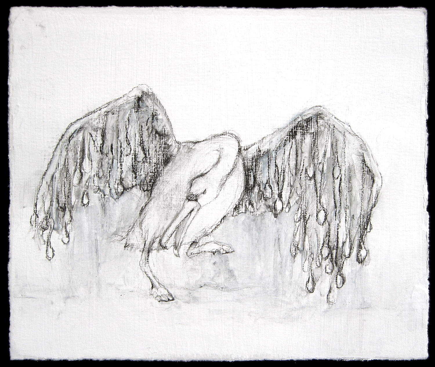   Spoon-feathered swan,  2006, charcoal on paper, 6 x 7 in. 