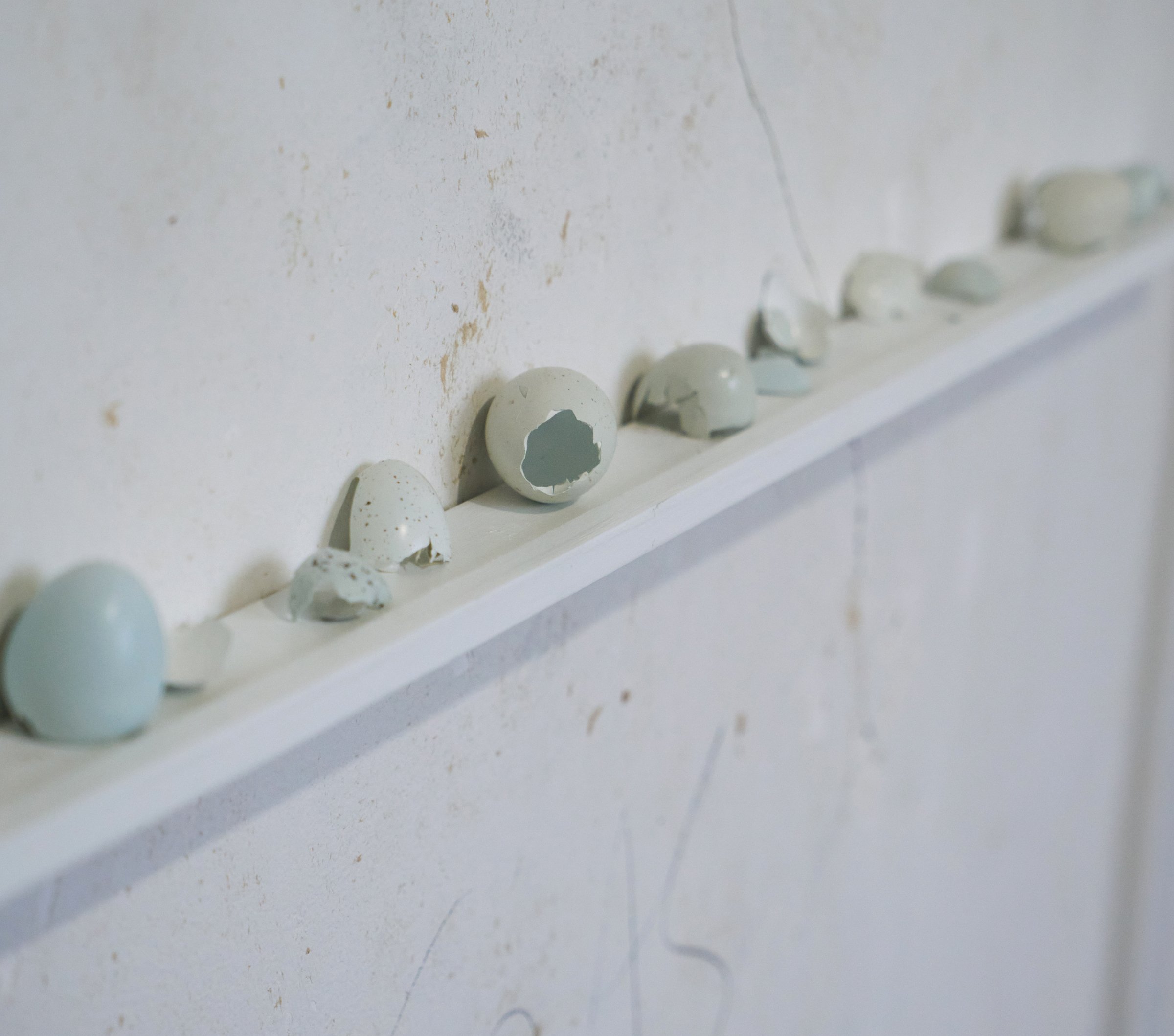   detail of Eggshells (and lime plaster both consist of calcium carbonate).  2023. Celadon quail eggs, hatched; Shelves: wood, paint. Shelf: 32 pictured shelf, length in full. 