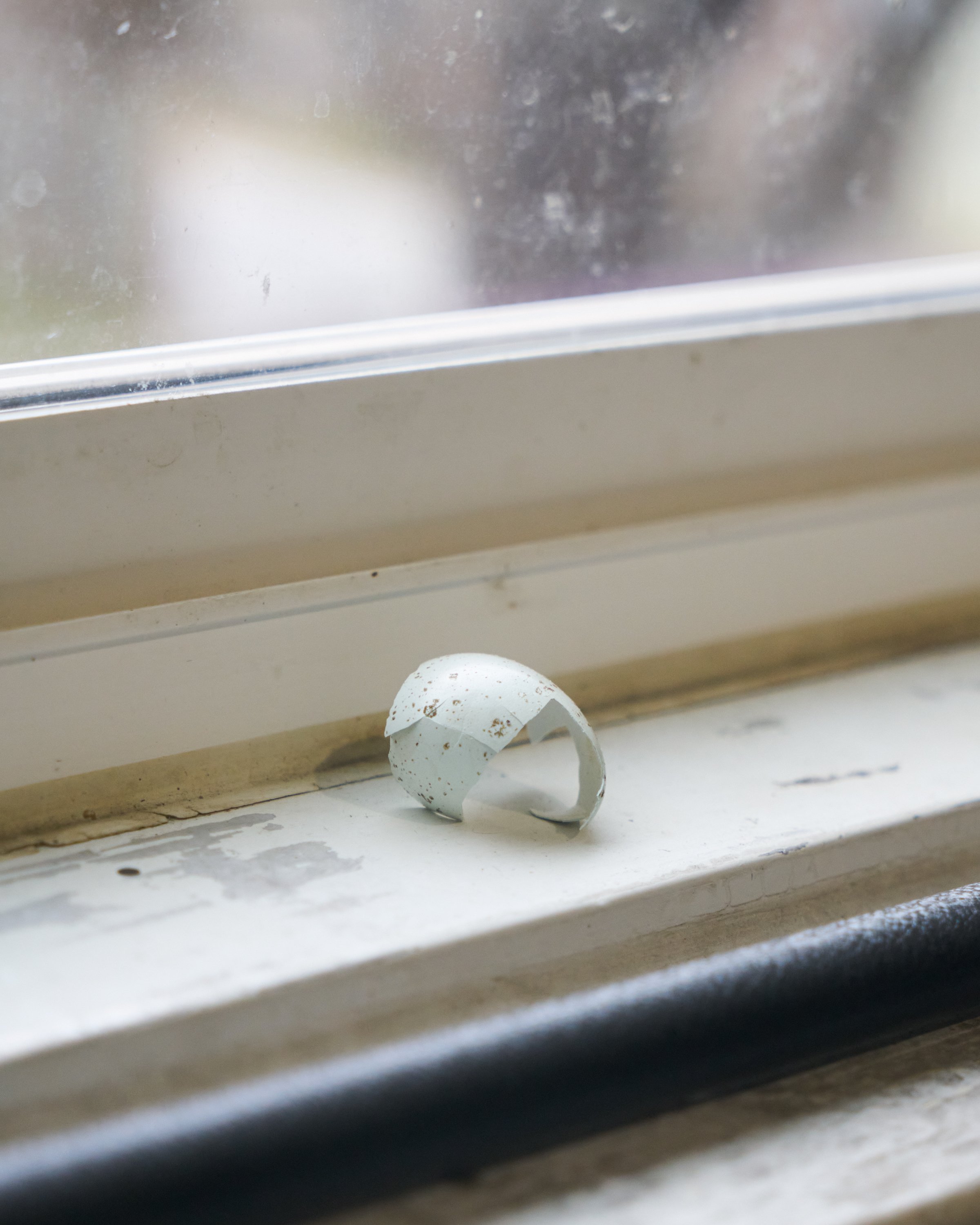  detail of Untitled. 2023. Celadon quail egg on windowsill.  