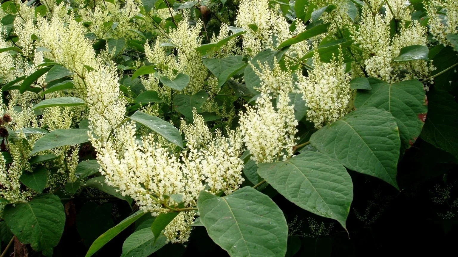 japanese+knotweed+2.jpg