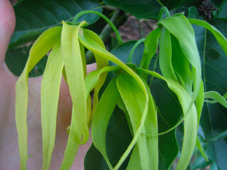 ylangylang-sm.jpg