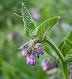 comfreyflowers.jpg