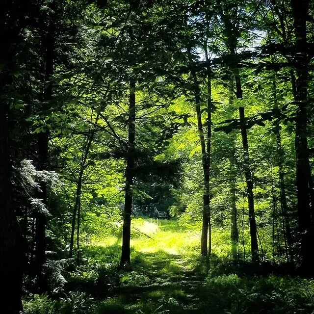 ✨ 🌿 P O R T A L S 🌿 ✨