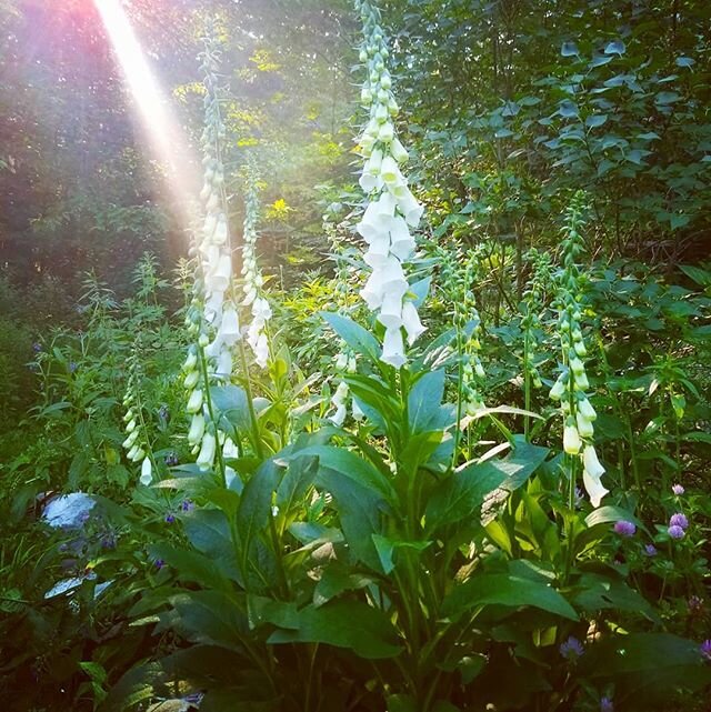 Foxglove in the morning light of the Summer Solstice 🙏🏽🌿🌿