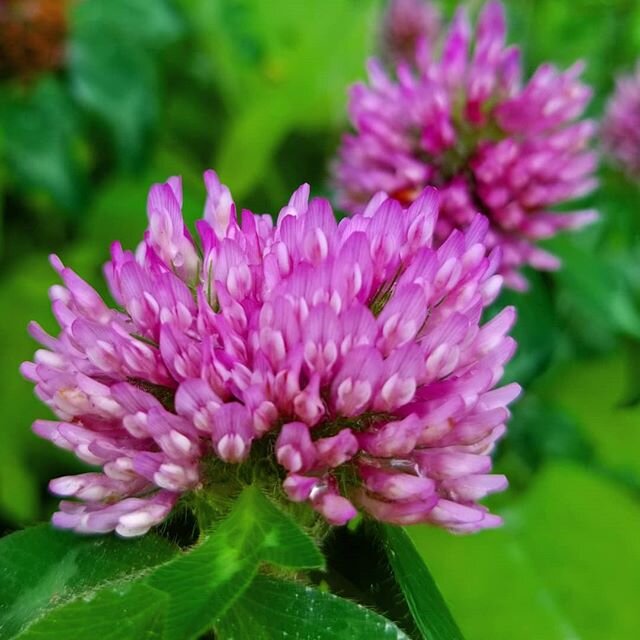 Red clover flowers look to me like a bunch of vulvas... Or little pink angels with wings. 💗💗💗 #nourishingherbs #fertilityherbs #womblove #pussyplants #angelic #doctrineofsignatures