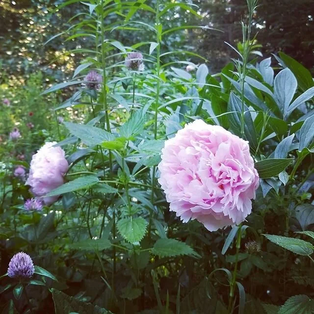 P E O N Y 💗🌿 ~ Our first year drying peony petals for tea! We had an abundance of white flowers, so I dried them to get to know the flower medicine more deeply. Peony root is one of my top antispasmodics for musculoskeletal pain, stress, and anxiet