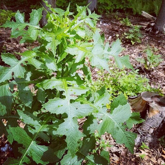 W I L D 🌿 L E T T U C E ~ We have been fawning over these sexy huge wild lettuce plants on the land here. I leave them anywhere they grown in the gardens. There are many Lactuca wild lettuce species used medicinally. This one, Lactuca biennis, is so