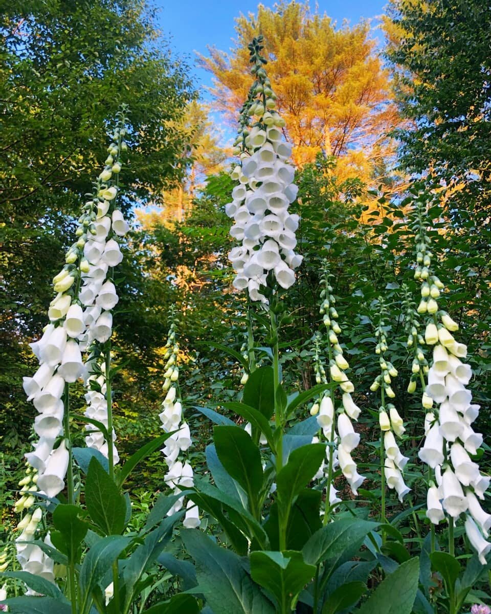 Dawn with foxglove. 🌿