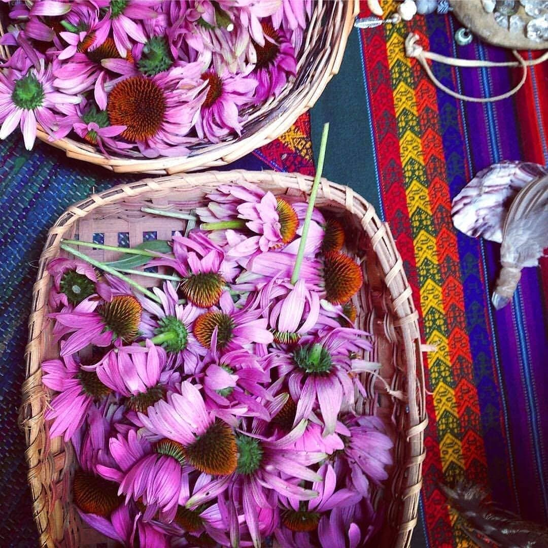 Baskets of beauty 💗🌿 Echinecea flowers for tincture.