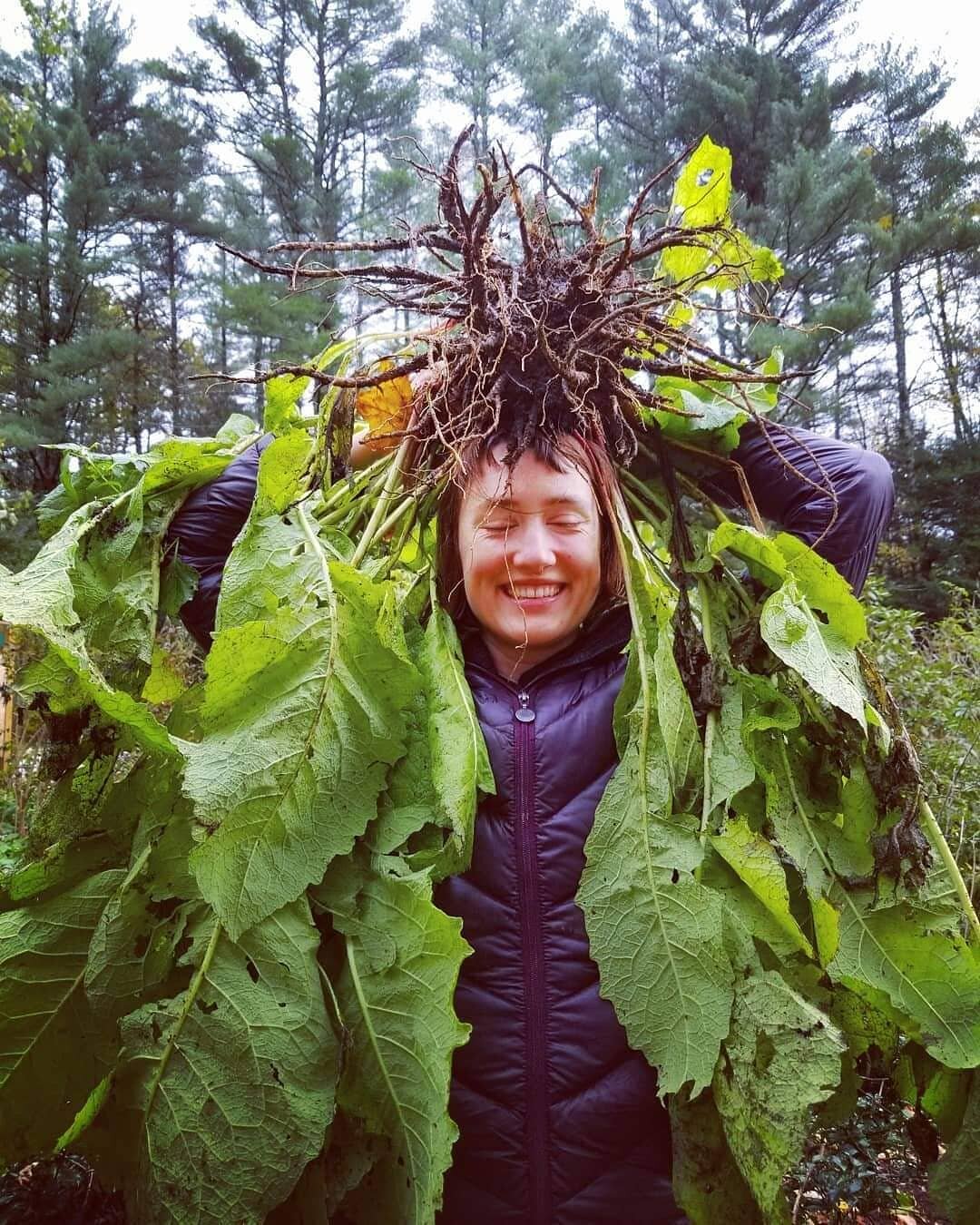 F A L L 🌿 R O O T S ~ It's coming close to root harvesting time here in the gardens at Gaia. ❤🌿 Beautiful elecampane and Leela.
