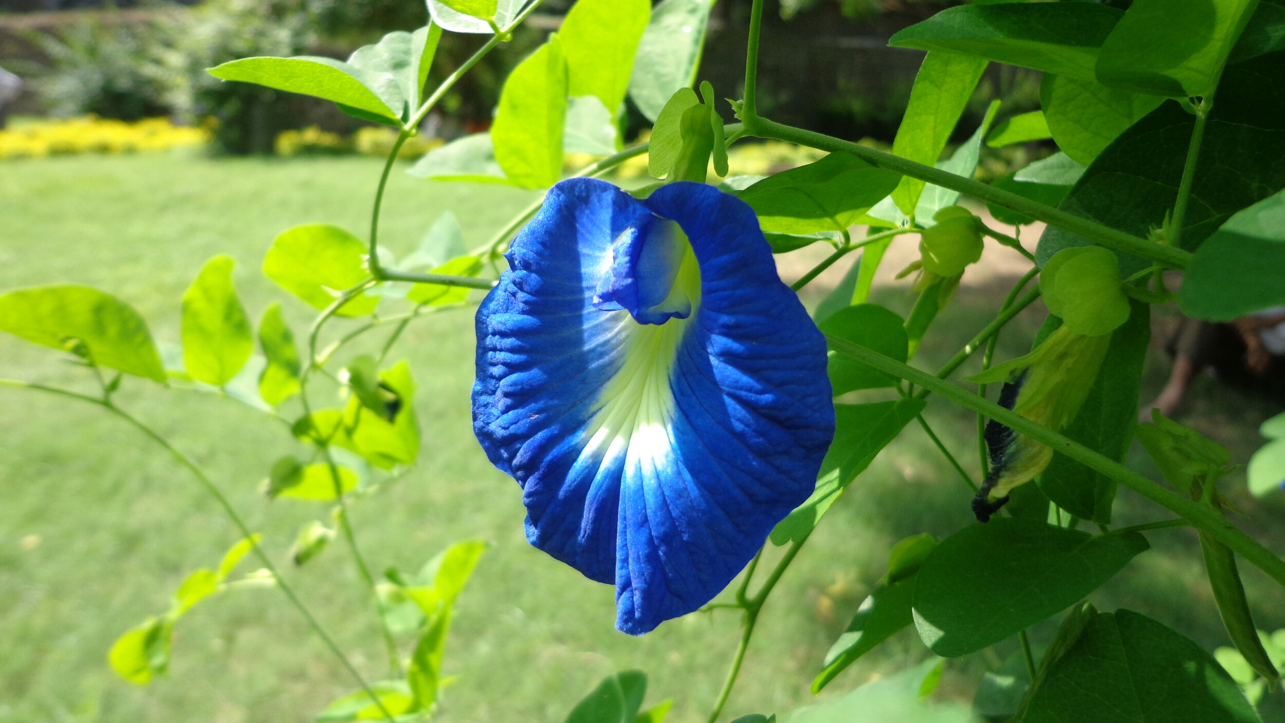 Butterfly_pea_-Clitoria_ternatea.jpg