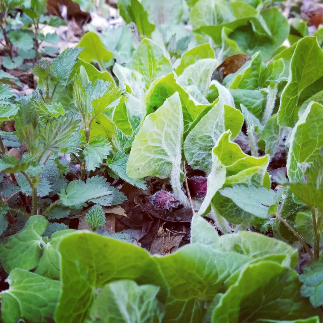 Wild Ginger getting ready to bloom! 🌿

Asarum canadense, a native plant here in New England and spring ephemeral.  One of the early plants to feed local pollinators. The fuzzy leaves are beautiful as the unfurl. 🌿

#plantnatives