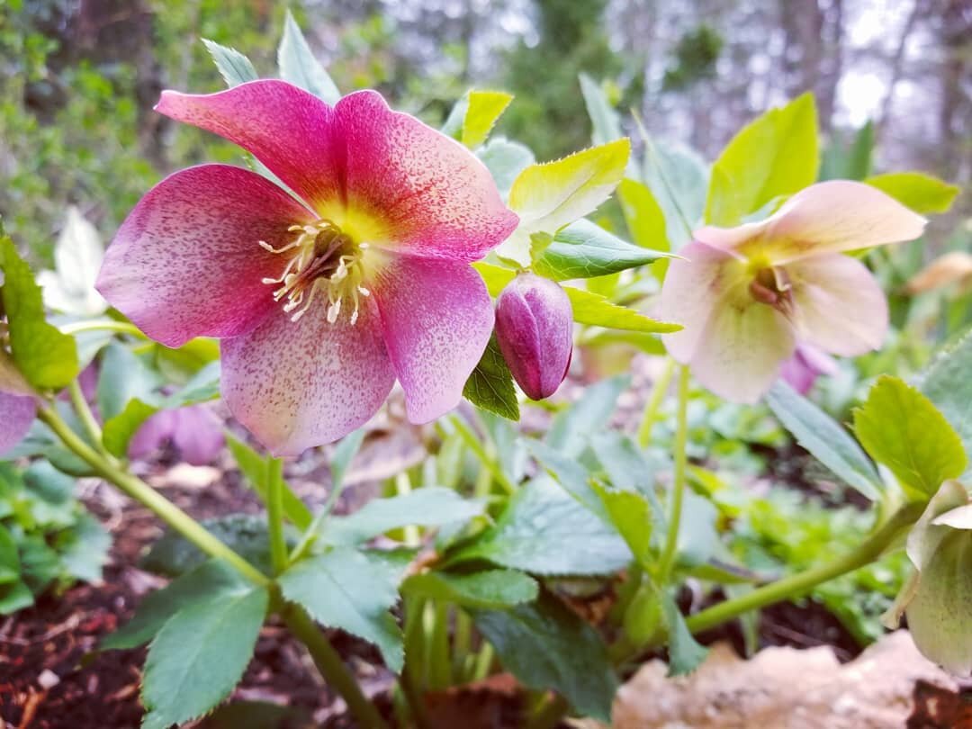 One of my favorite spring flowers, Hellebore, is in bloom! A sacred plant of the underworld. Very poisonous, and yet such a gentle spirit I plant all over the gardens at Gaia. 🌿

Hellebore is a powerful protector spirit. In magick often used for ban