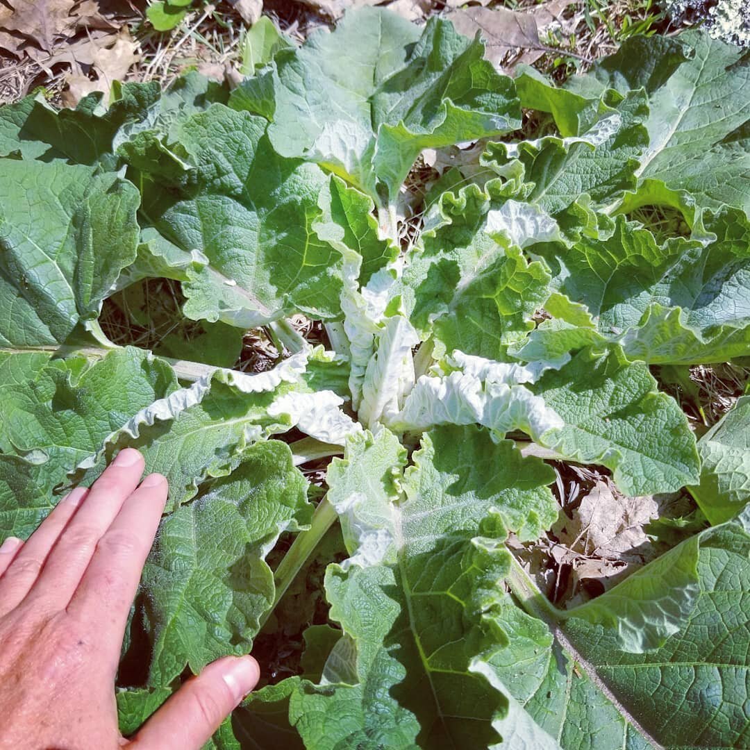 Burdock's beautiful curls and folds. 🌿 Second year plant glowing.