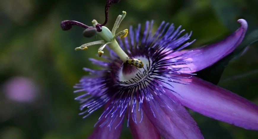 Passion_flower_for_blog.jpg