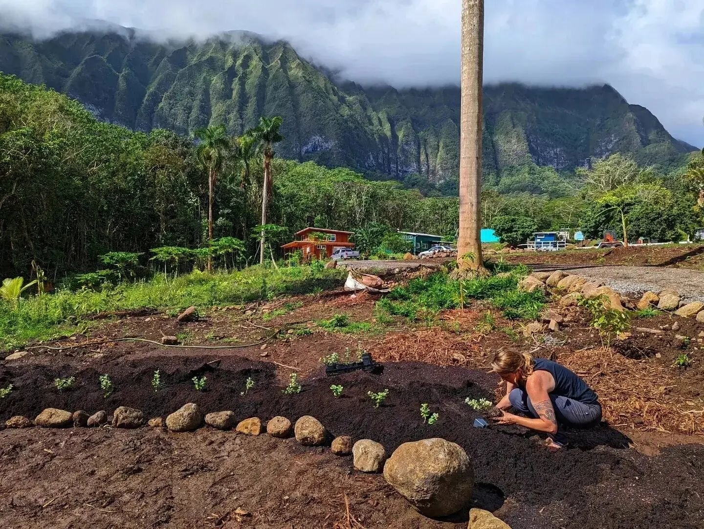 Home comes in so many forms. Where I plant always feels like home. So grateful to this island and all the community that supports our roots.