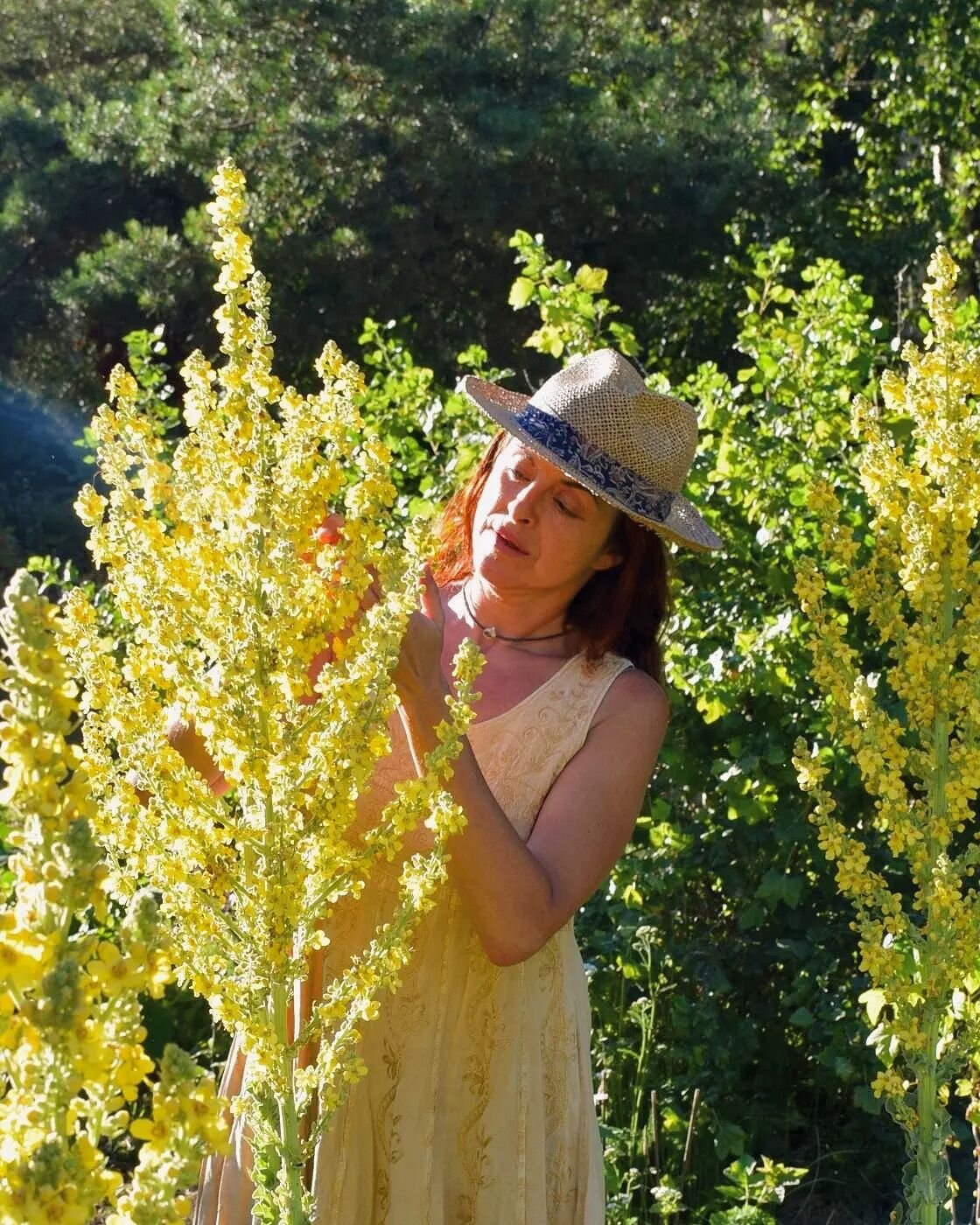 Beloved herbalist and teacher Stella with Mullein in flower. 🌿🌿 Stella will be offering our courses in Sweden soon, stay tuned loves! &hearts;️🌿