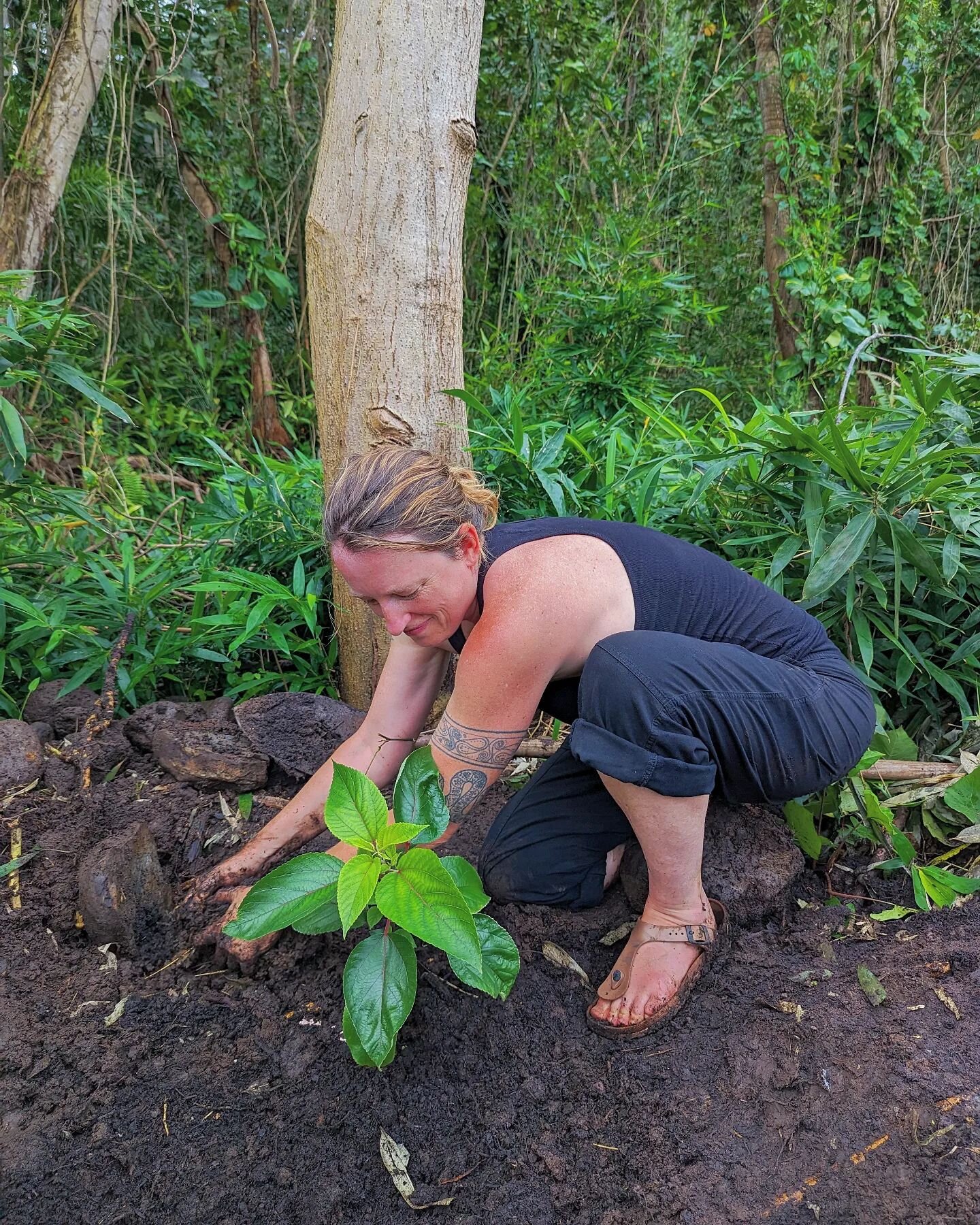 M a m a k e 🌿 L o v e 

Planting the beloved Mamake for  communities of people who will be here. Mamake is the native Hawaiian nettles species. We are planting them by the river next to native Kukui trees, Ape, Kalo, and Cacao. 

Pipturus albidus in