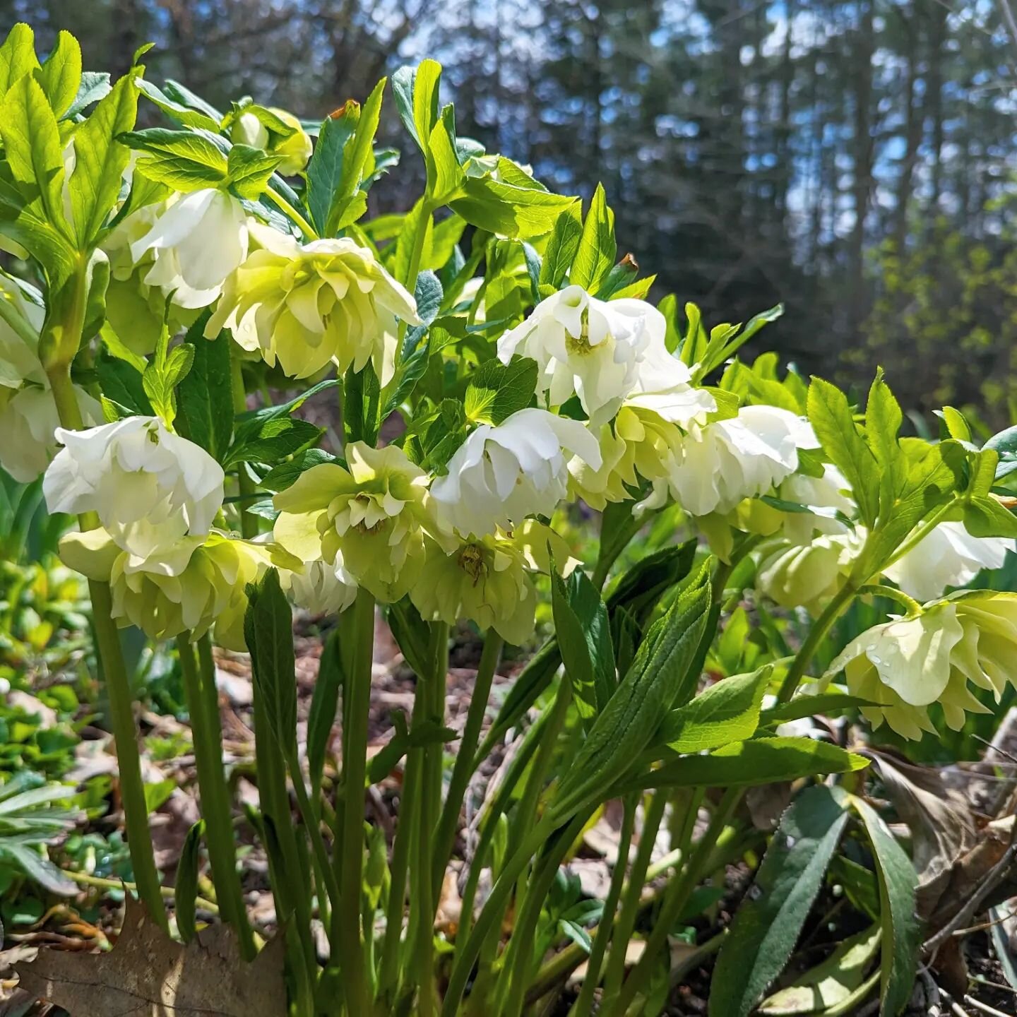 Hellebore looking particularly gorgeous this spring. Anyone else completely in love with these sacred beauties? 

#plantthirsttrap #witchesflyingherbs #ancestralplants #springblooms #favoritespringflowers