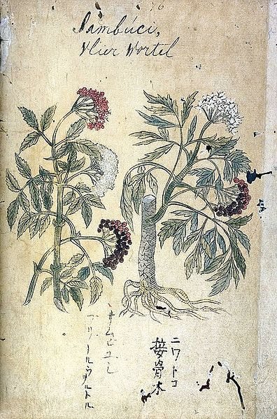 396px-japanese-herbal-17th-century-wellcome-l0030113_orig.jpeg