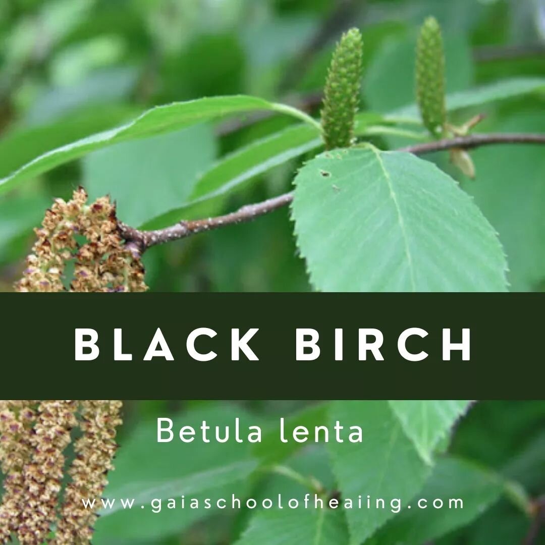 B l a c k 🌿 B i r c h 
Betula lenta 

This gorgeous native birch to the Northeast is one of our absolute favorite tree medicines. They grow in the forests surrounding us in Vermont, often where hemlock trees and beech saplings grow in partially shad