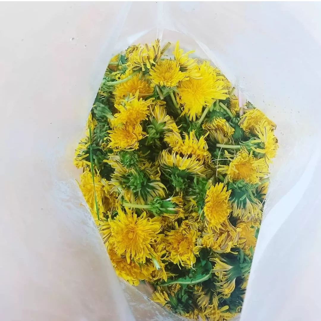 Dandelion flower harvests to infuse oil for massage 🌿💗. The oil is made in a crock pot to evaporate the water out of the flowers and make a shelf stable oil.  Full of liquid sunshine and dandelion spirit! 

Alessandra of our Gaia team is teaching o