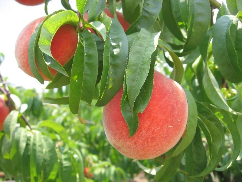 peachtree.jpeg
