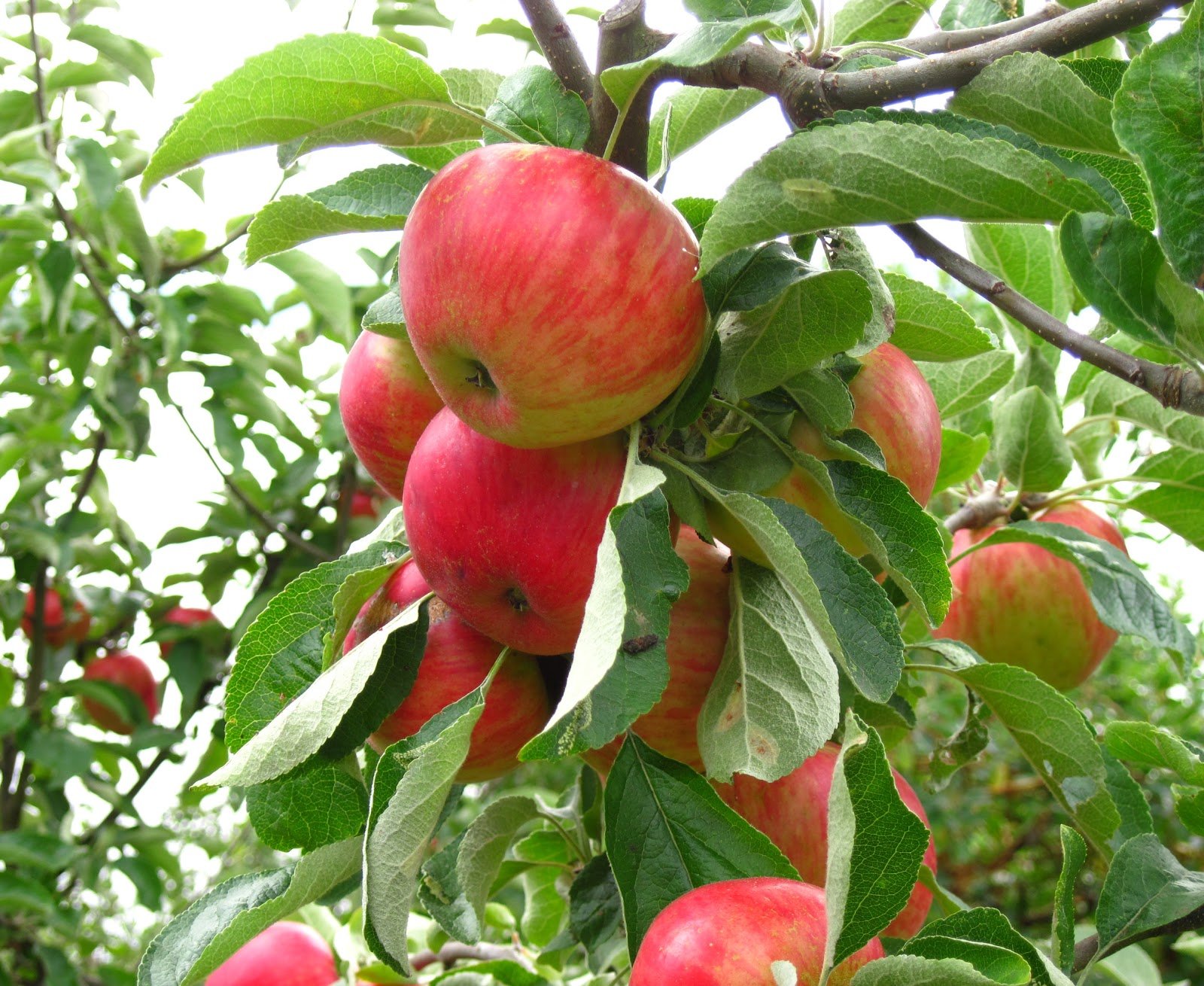 Apples-In-Tree+%281%29-355773425.jpeg