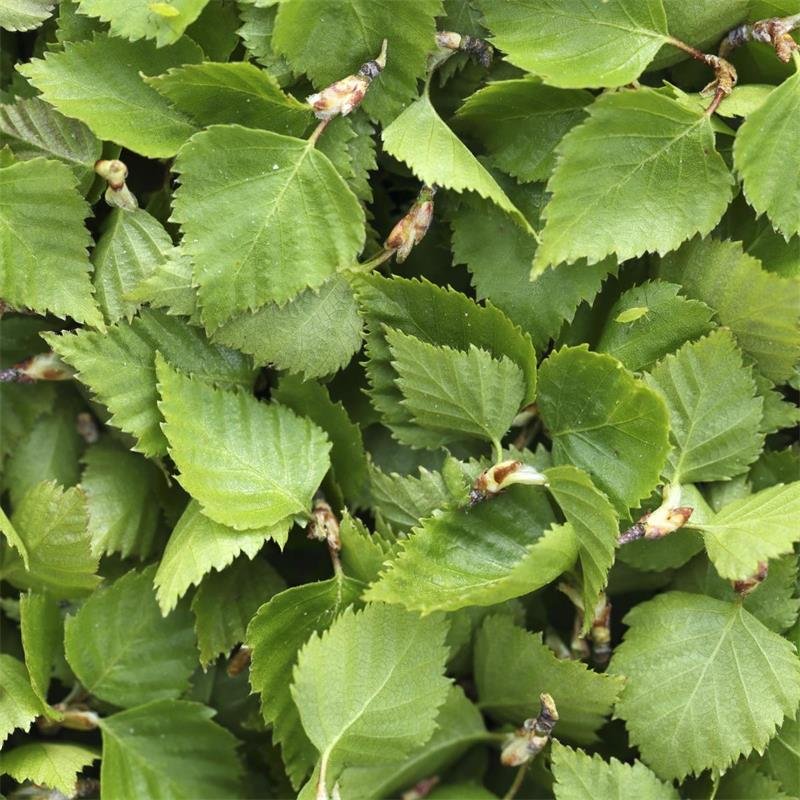birch leaf.jpeg