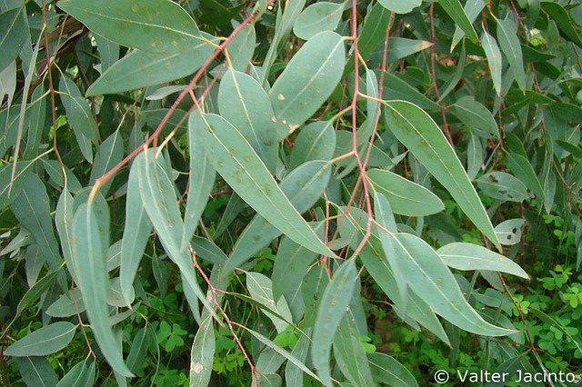 eucalyptus.jpeg