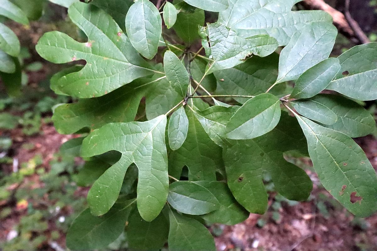 Sassafras-feature-image-1-4091984518.jpeg