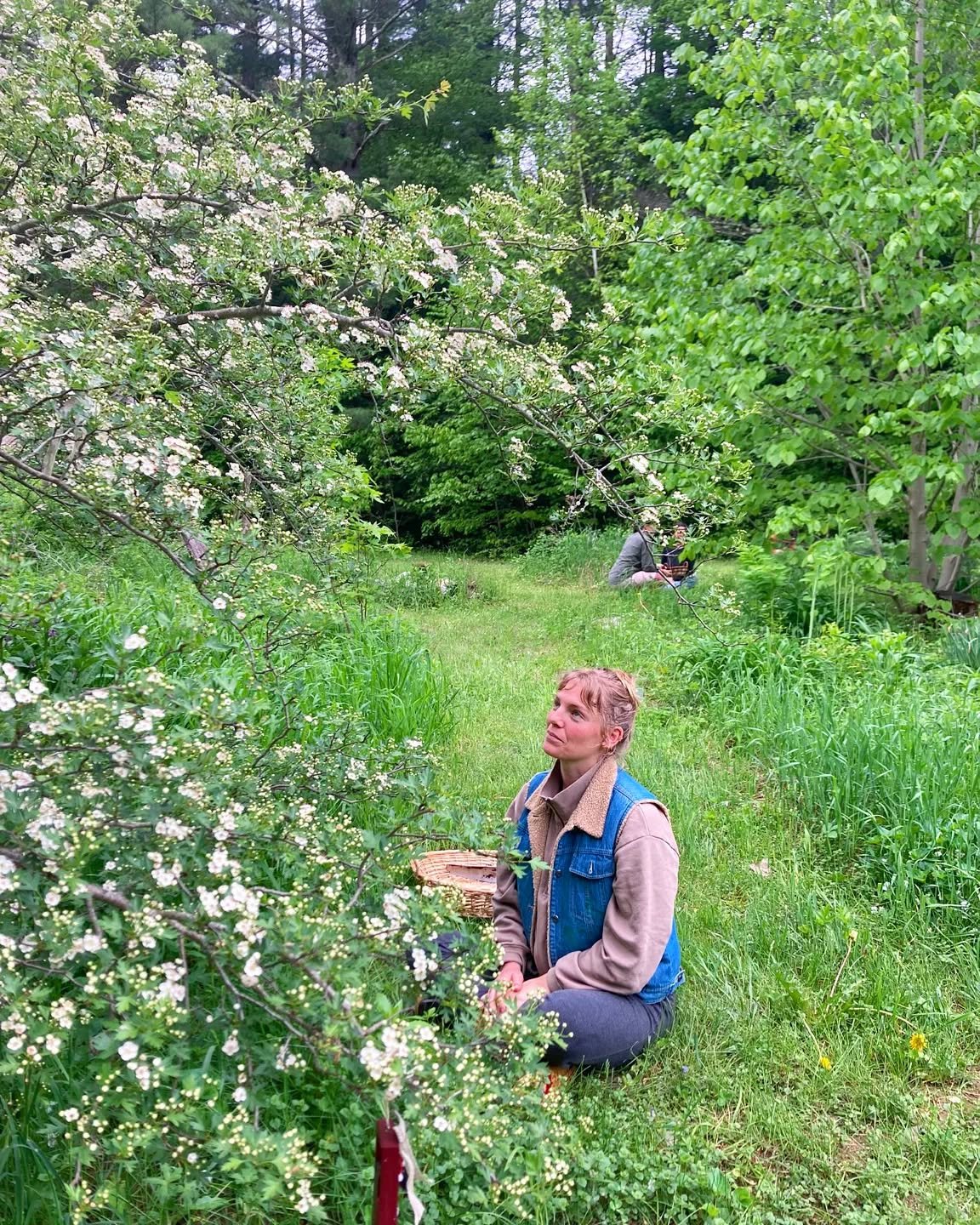Melissa sitting with Hawthorn in bloom. 🌿🌸 What magic this tree is every year at Gaia. 💓 
American Linden on the right singing in new lime green leaves.