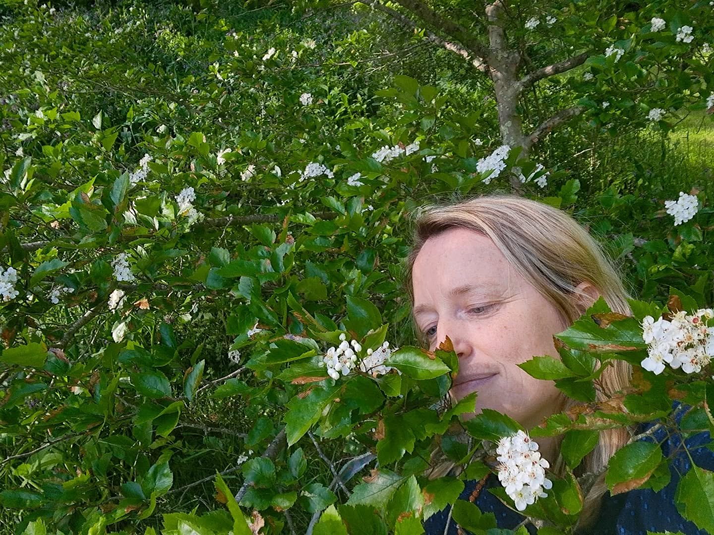 Romance of hawthorn in bloom... each tree blooming at a different time. I would love to plant more species to have continual blooms for weeks. 💮🌿

Just breathing the scent of these trees is magic.