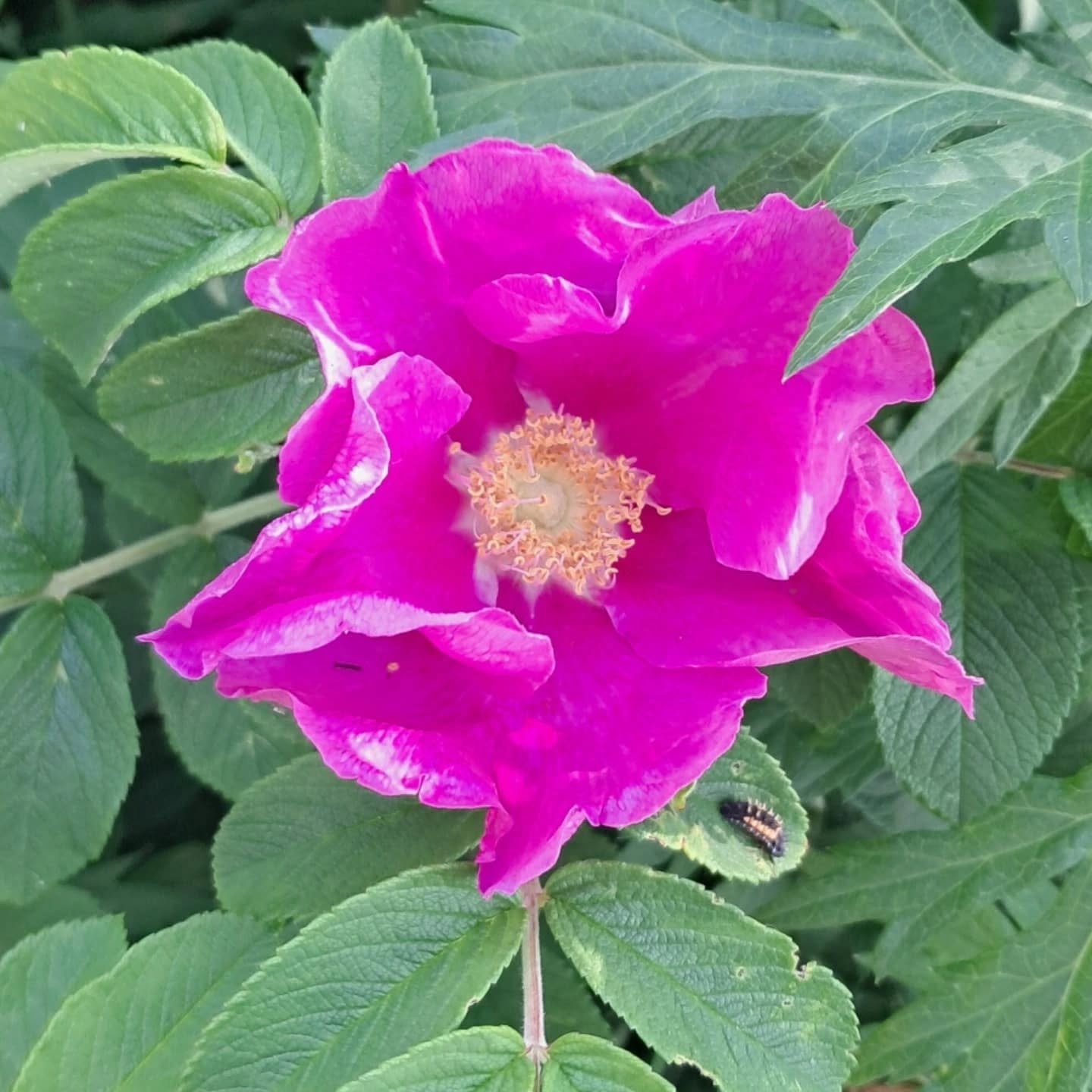 Rose medicine for you this morning... 
Sweet like honey. 

Deep breathe their intoxicating scent that sends you into a trance... 

Crawl into the cave of those petals,
and drink in their healing energy.

Lay your body in Rose's soft palms
and breathe