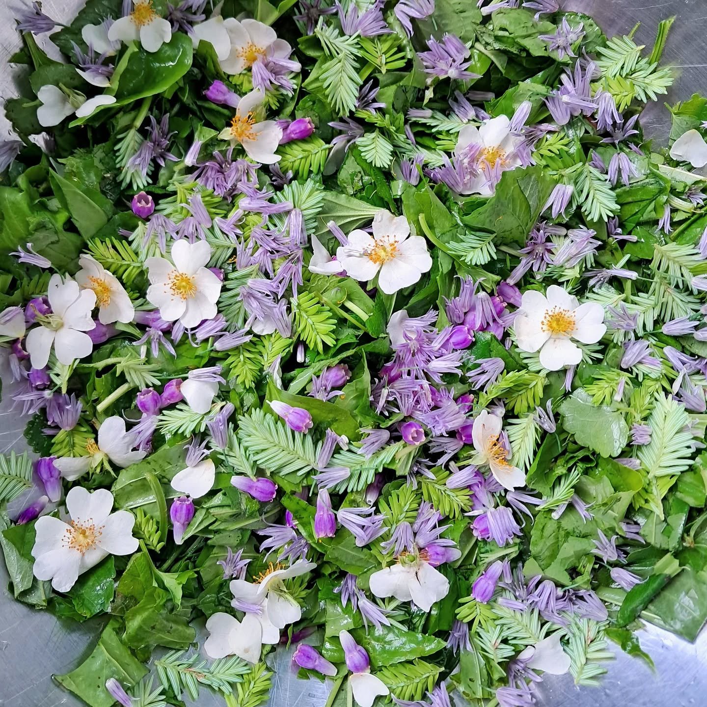 E a t 🌿 W i l d 

Salad of violet leaves, evergreen hemlock tips, plantain, dandelion leaves, rose, wild strawberry leaf, comfrey flowers, and chive blossoms 🌿🌸

Eaten with fresh burdock root vinegar, and pickled chickweed. 🌱