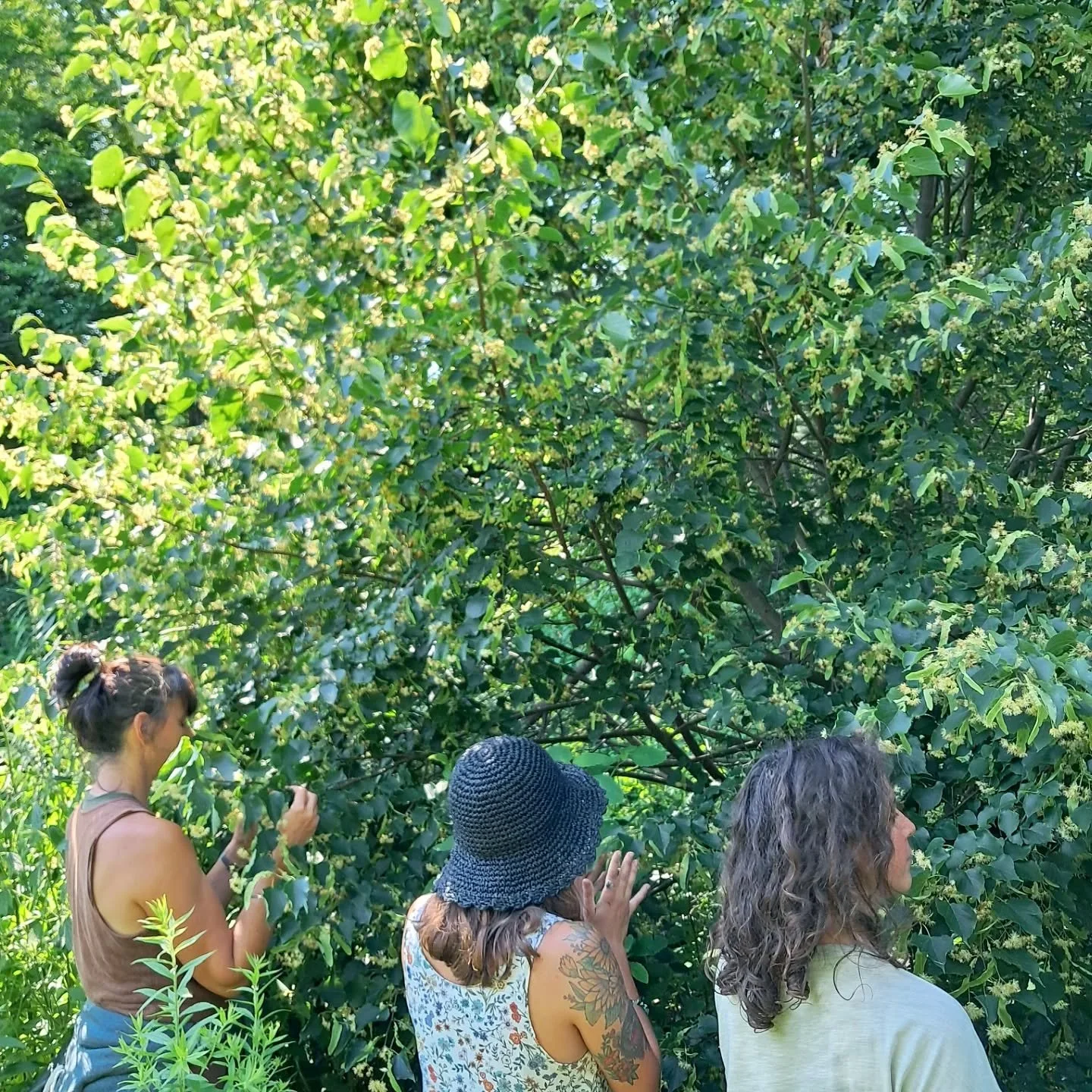 ✨️🌿 Students connecting with the gorgeous Linden tree at Gaia in full bloom. 🌿 ✨️ The scent is pure heaven... intoxicating bliss. 

Sweet, demulcent heart tonic. Soothing to grief, bringing us back to peace. Light and ethereal, uplifting and antide