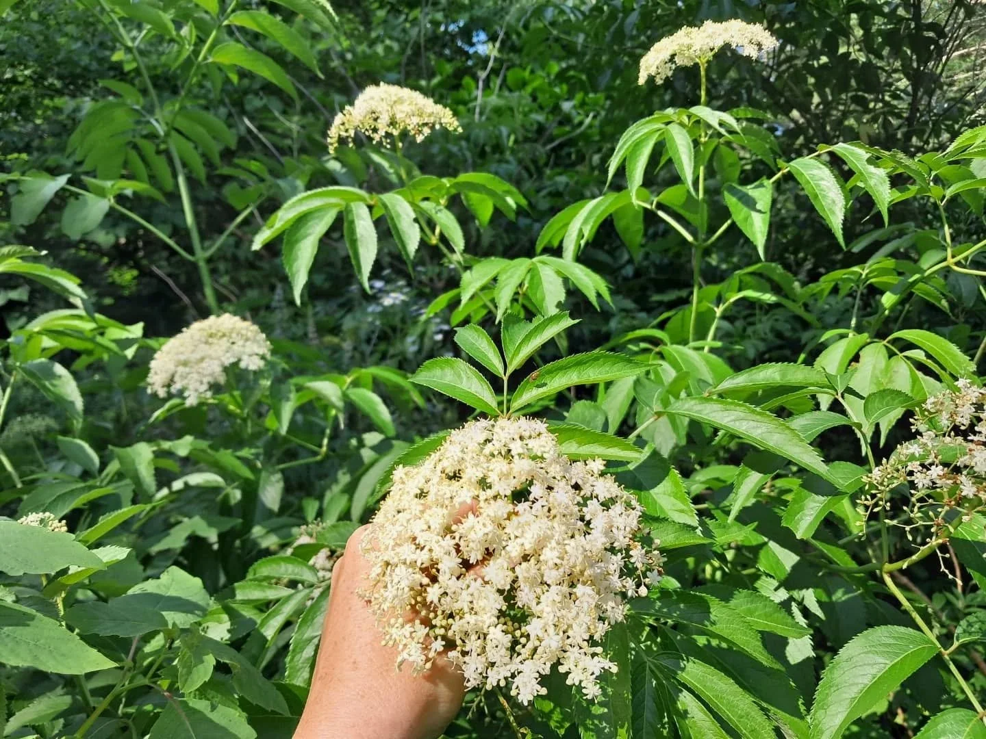Gorgeous Elderflower in bloom... such a powerful nervine, dreaming herb, and lifter of the veil. ✨️🌿

Sweet like honey, so lovely to drink as tea. Cooling to inflammation in the lungs, gentle expectorant, diaphoretic, and fever reducer. Gently calmi