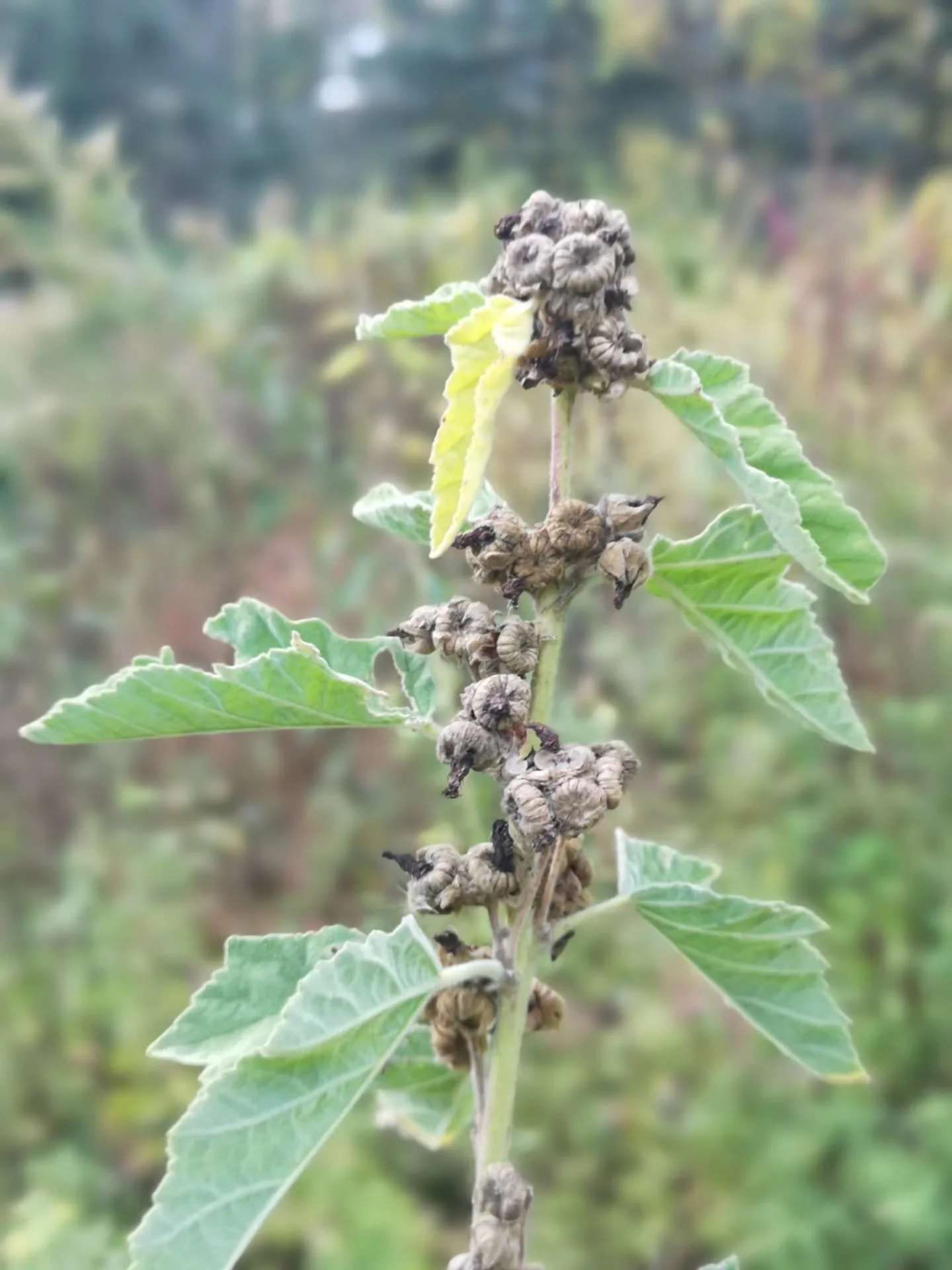 S e e d 🌿 K e e p i n g 
A sacred act of gathering seeds, to plant medicine and food for the coming years.

🌱 Gather brown mature seeds from your favorite plants in the fall to plant next spring. We gather the seeds of marshmallow, elecampane, vale
