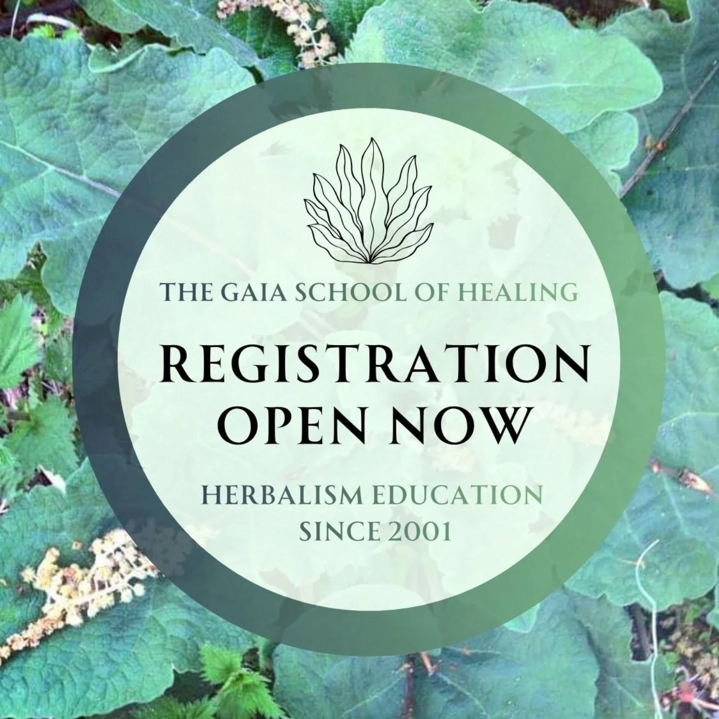 🌿 Registration is Open for 2026 Herbalism Classes 🌿

We are excited for another beautiful year ahead of plant medicine classes! ✨ 

In 2026 we are offering our in person Plant Medicine Apprenticeships this spring in Vermont, as well as new and cont