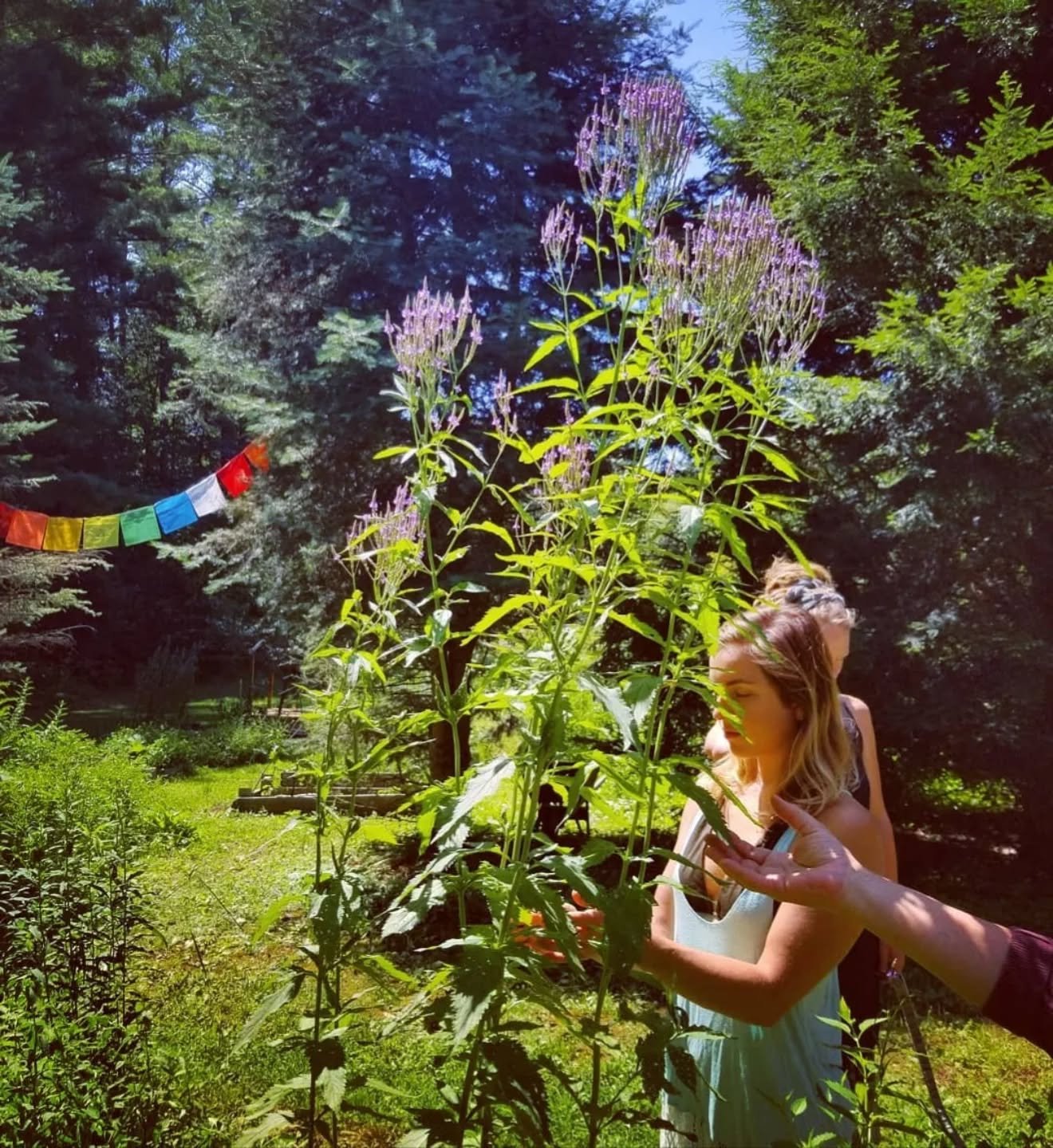 Sweet tea meditation with Blue vervain today. I remembered this huge plant at Gaia from a few years ago. The plant towered over us, it was captivating. Such a powerful guide and sacred native plant. 

Vervain is deeply peaceful and healing to the sou