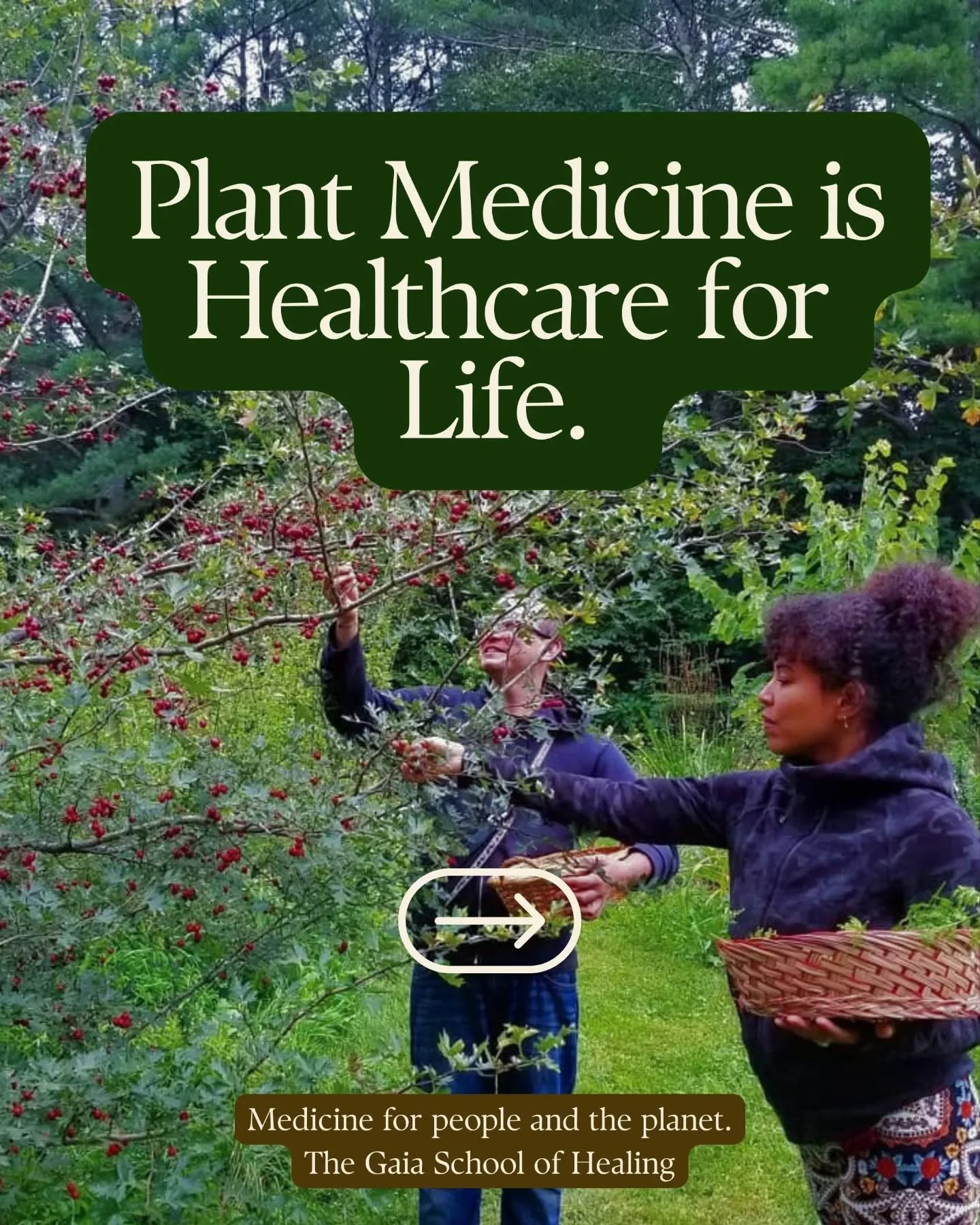 Plant Medicine is the people's medicine! 🌿

Health begins at home, caring for our family and our bodies every day. It is as simple as making soup or brewing a cup of tea. You can easily learn how to make daily tonics at home from abundant plants sur