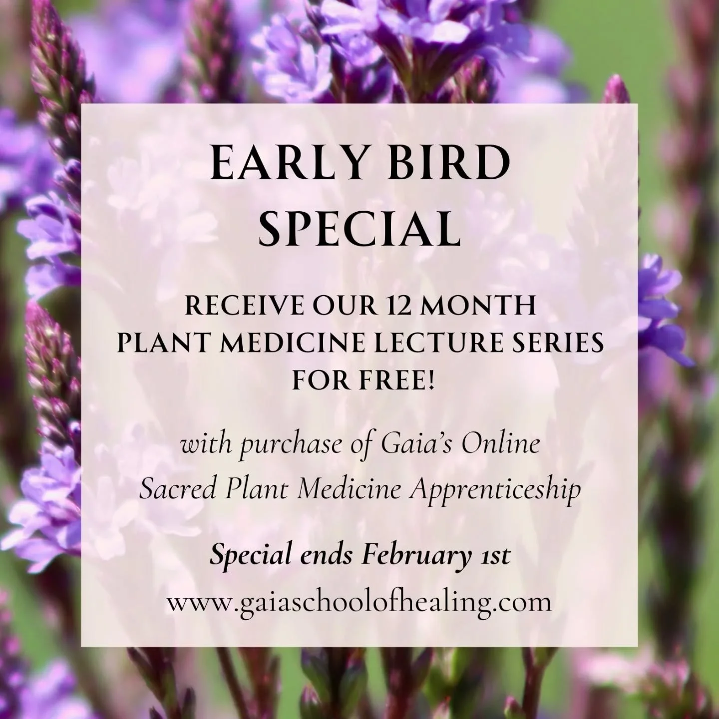 ✨&nbsp;Early Bird Gift for Our Plant Medicine Community&nbsp;✨

For a limited time, when you enroll in&nbsp;Gaia&rsquo;s Online Sacred Plant Medicine Apprenticeship, you&rsquo;ll receive our&nbsp;12-Month Plant Medicine Lecture Series &mdash; complet