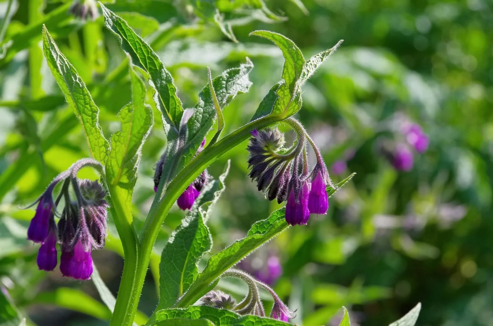 Comfrey-2127893929.jpeg