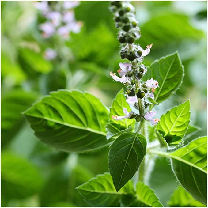 2025 Sacred Plant Medicine Apprenticeship ~ Year One (8 payments/$238)